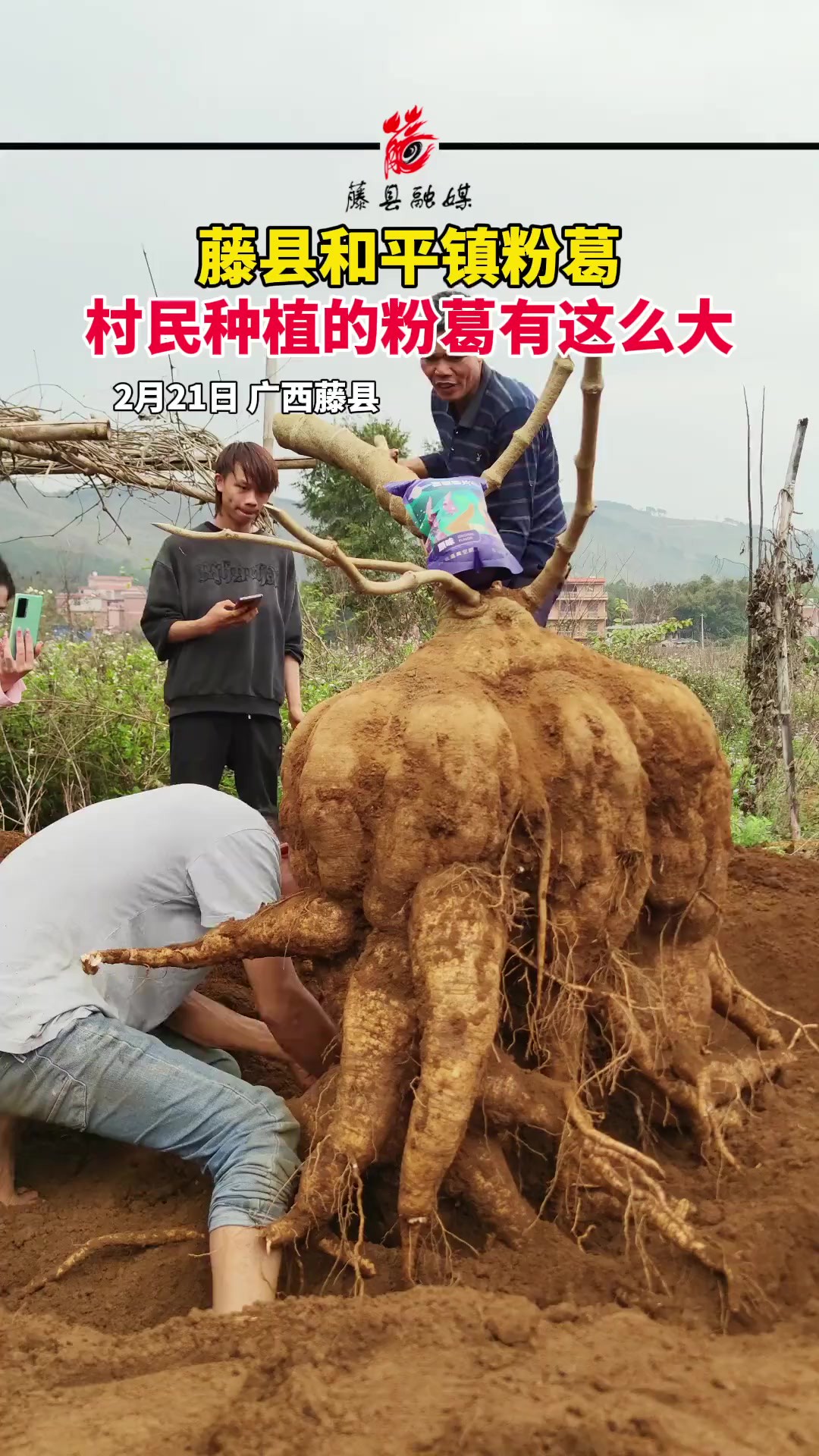 藤县和平粉葛,村民种植的粉葛有这么大.