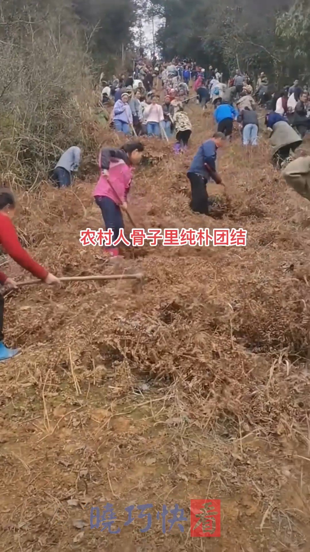 家家户户自发出力清除杂草,砍隔离带预防山火,从早干到晚一直会持续,这就农村人骨子里自带的团结精神! 