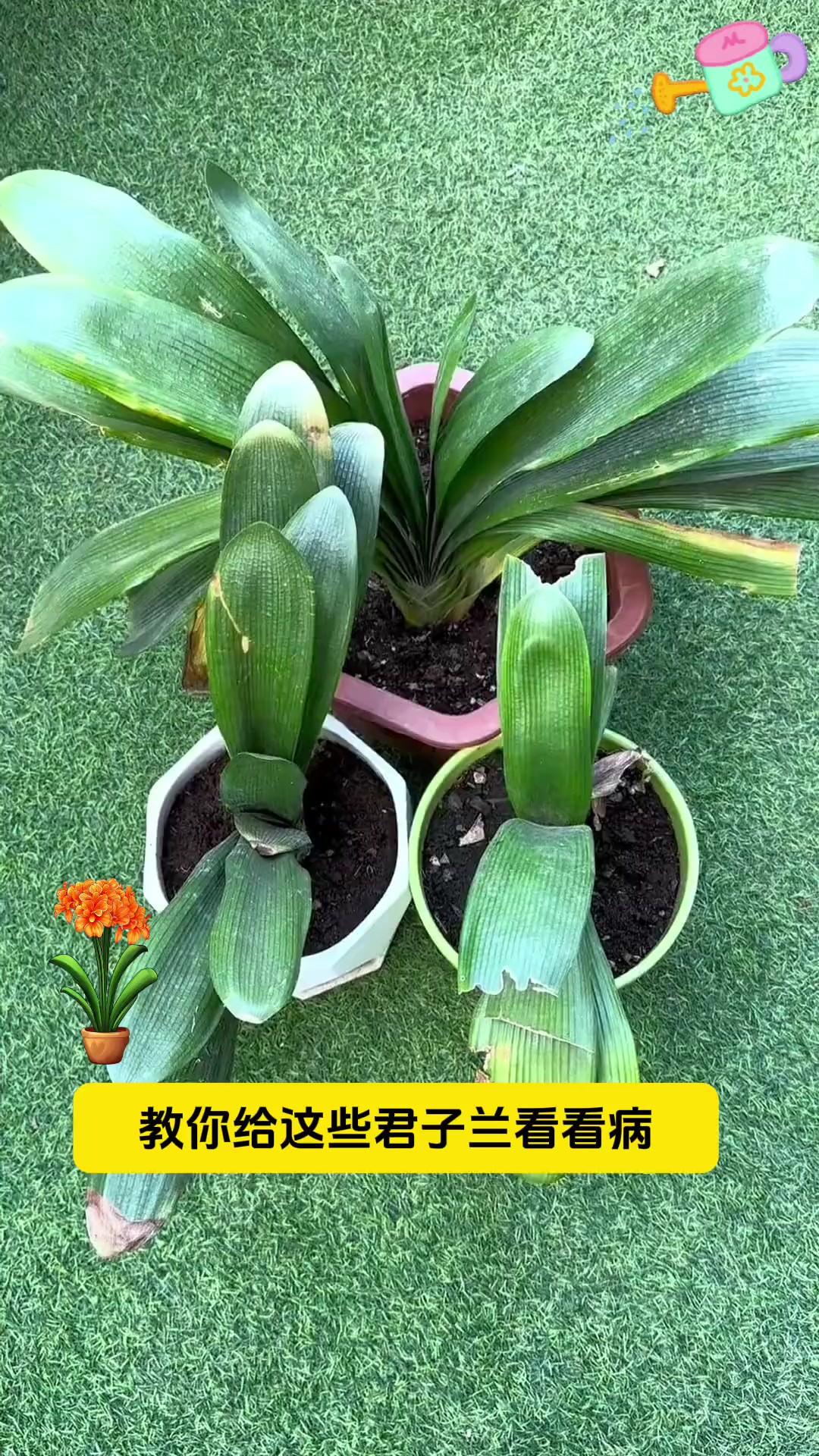 冬季花卉都搬到室内,容易感染各种病菌,推荐使用这个#花病康