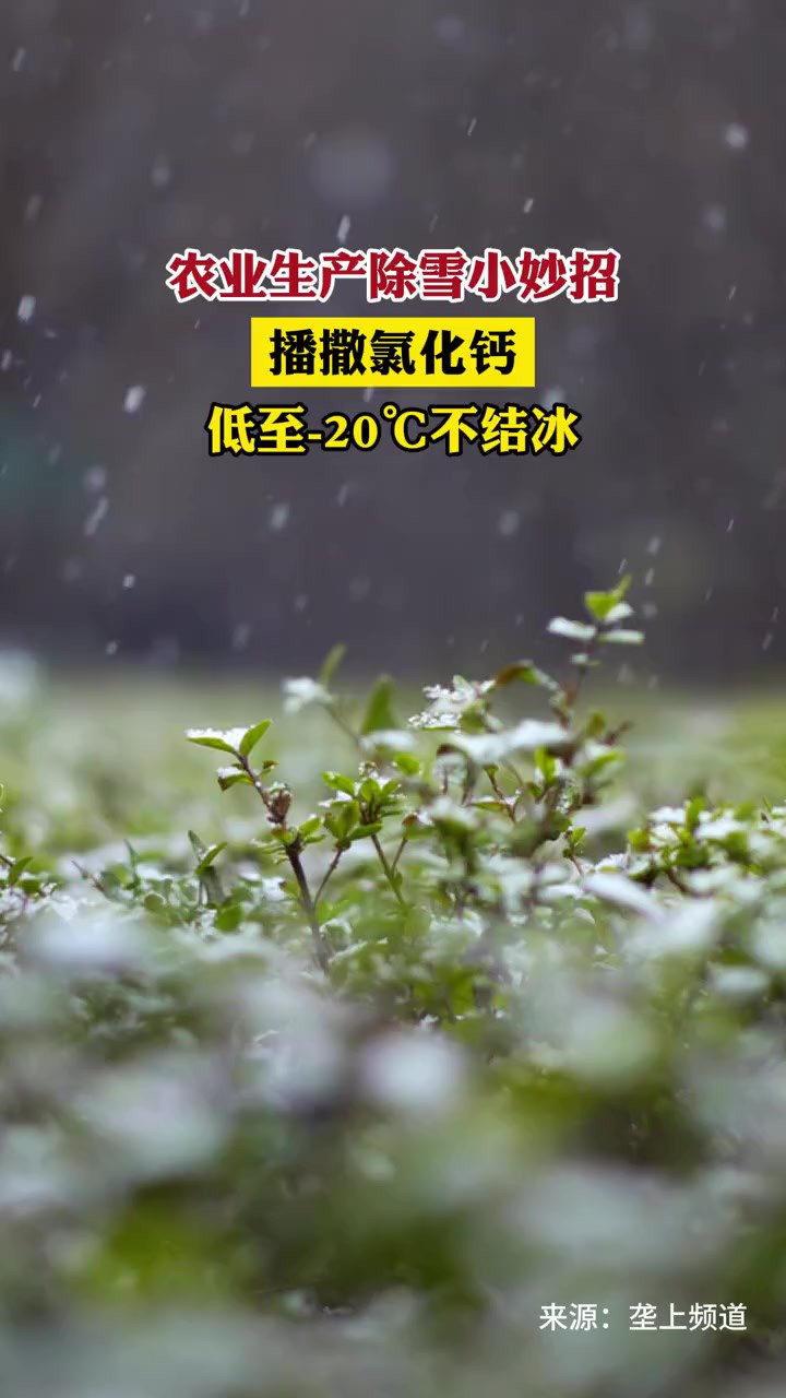 农业生产除雪小妙招:播撒氯化钙,低至20℃不结冰