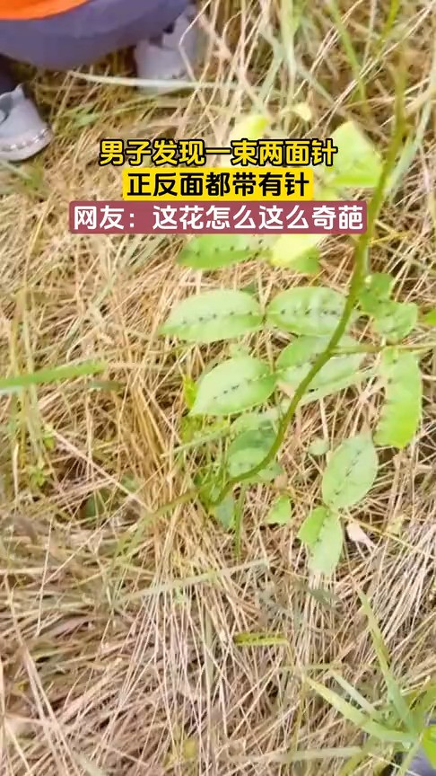 男子发现一束两面针,正反面都带有针,网友:这花怎么这么奇葩