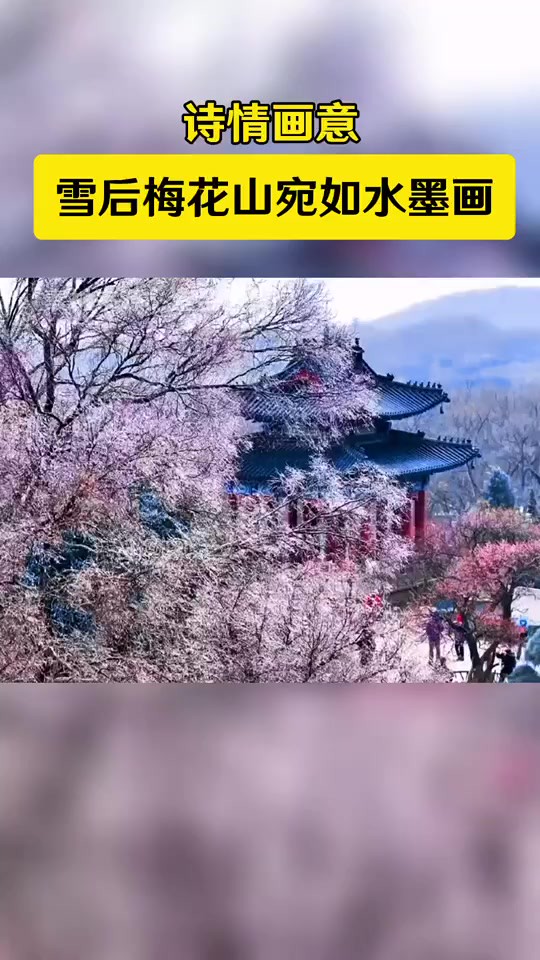 雪后梅花山,宛如水墨画!