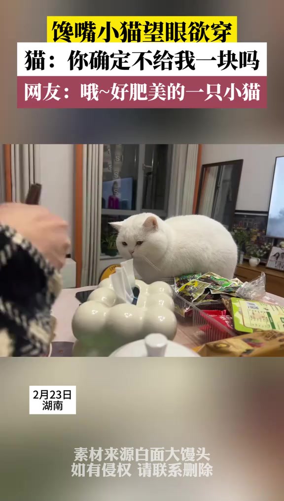 馋嘴小猫望眼欲穿,猫:你确定不给我一块吗,网友:哦~好肥美的一只小猫(素材来源:白面大馒头)