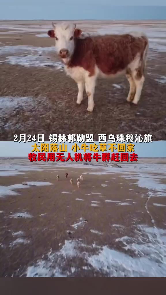 2月24日 锡林郭勒盟 西乌珠穆沁旗太阳落山 小牛吃草不回家牧民用无人机将牛群赶回去