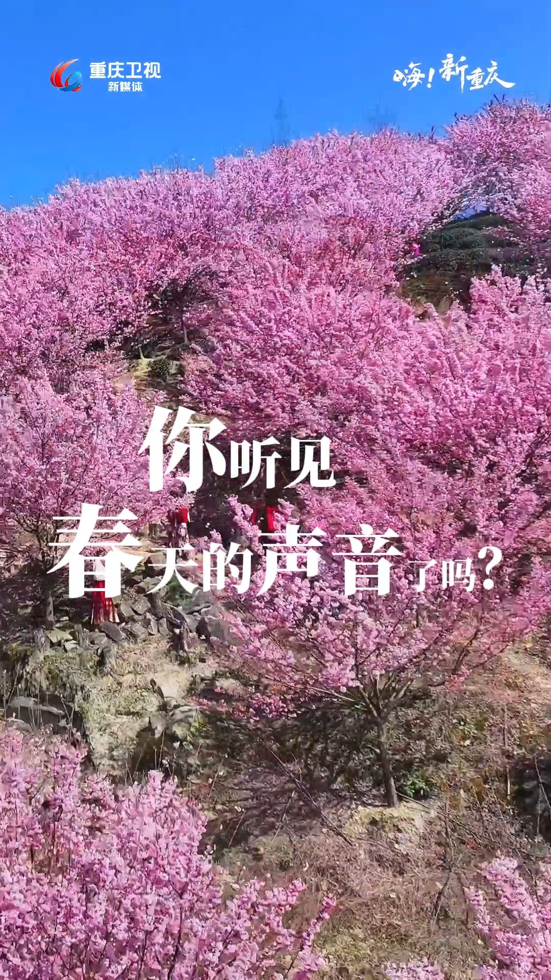 嗨!新重庆 | 樱花烂漫几多时,恰是微醺初春日~重庆早樱正美,在江津猫山樱博园#共赴山城春日浪漫 . #花漾山城 (摄影:@鸟瞰重庆山城) 视频征集邮...