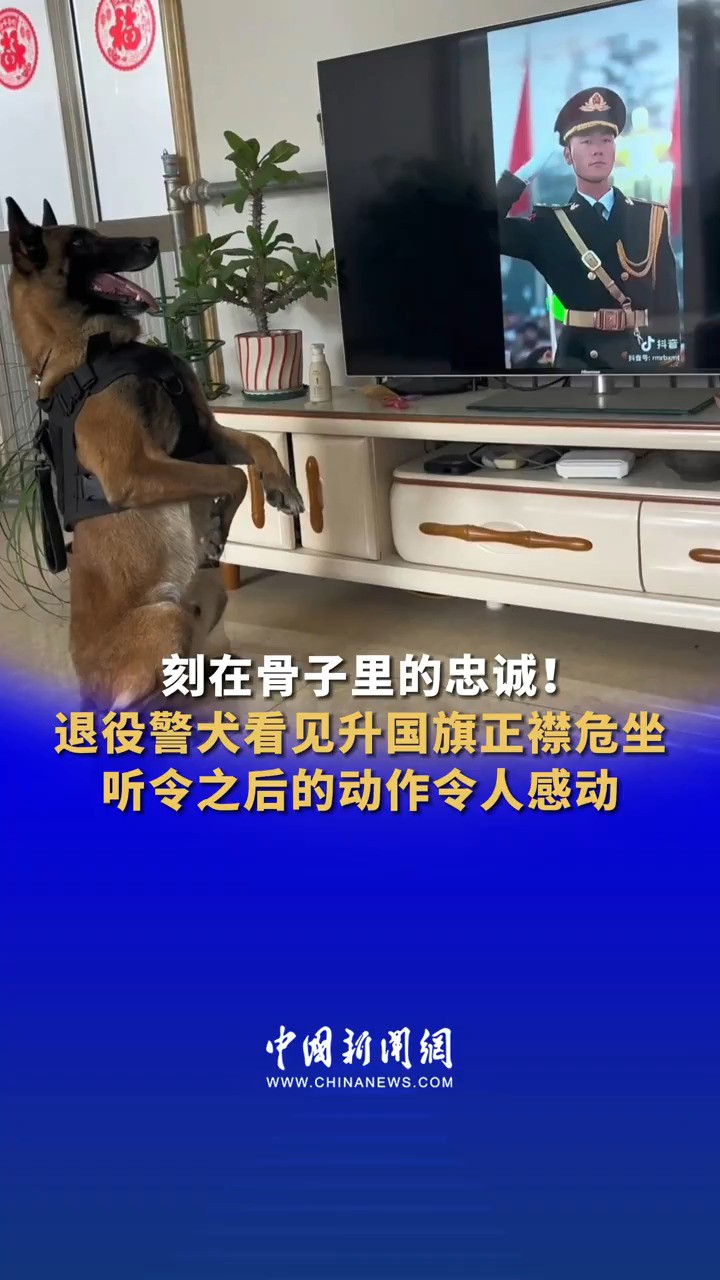 这是刻在骨子里的忠诚!退役警犬看见升国旗正襟危坐 听令之后的动作令人感动