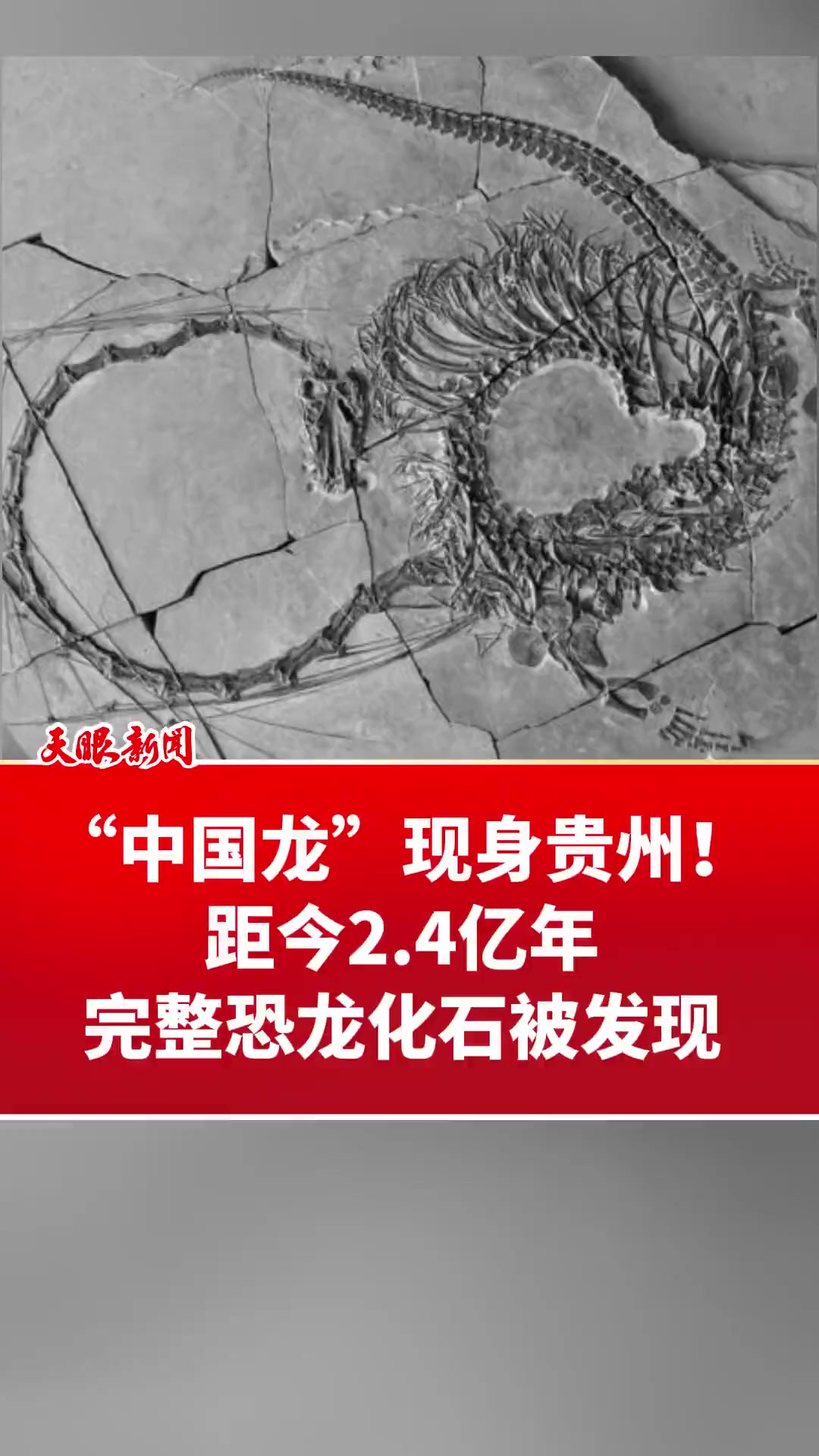 “中国龙”现身贵州!距今2.4亿年完整恐龙化石被发现 (来源:参考消息 )