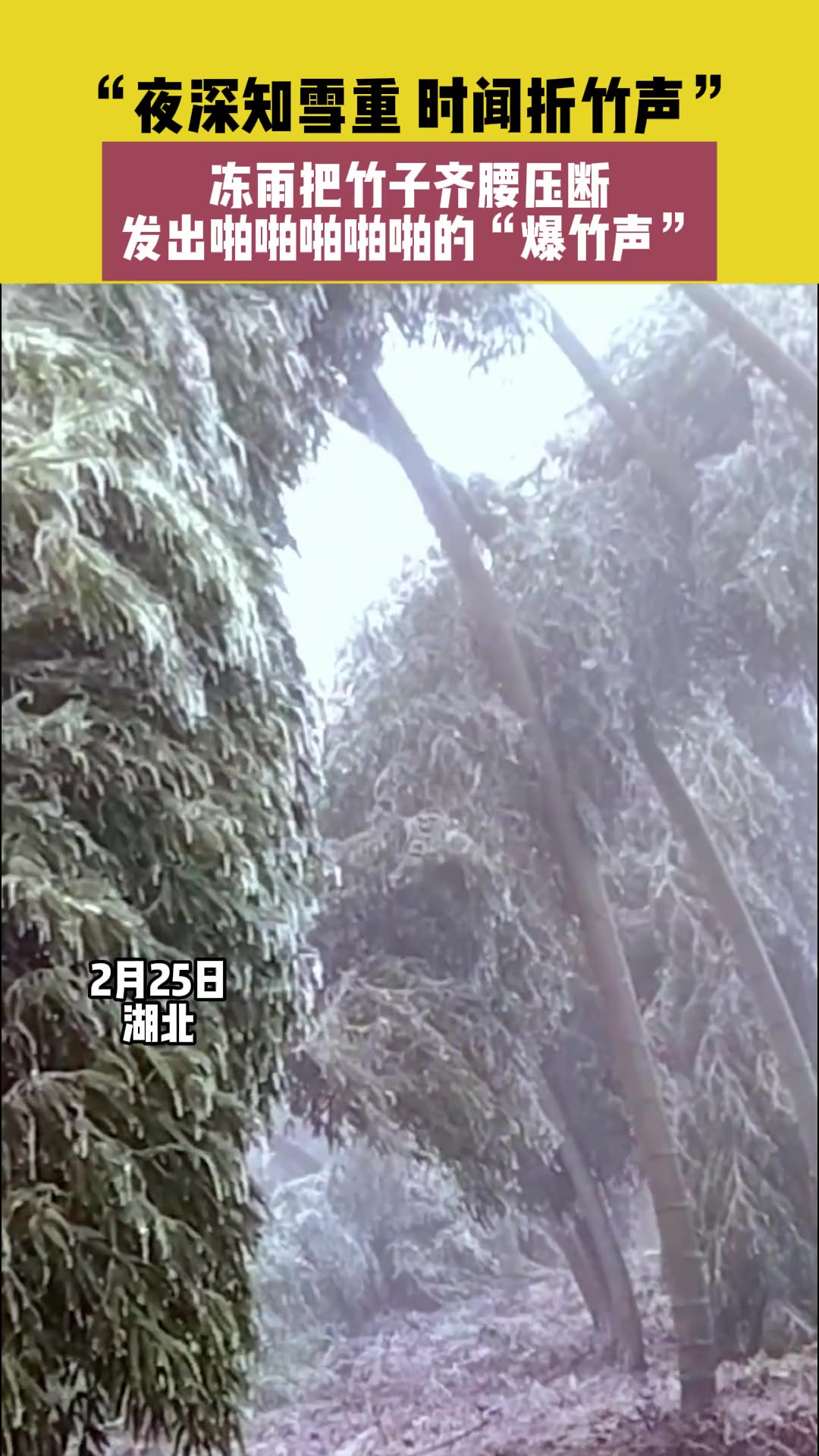 2月25日,湖北,“夜深知雪重,时闻折竹声”,冻雨把竹子齐腰压断,发出声声啪啪啪啪啪的“爆竹声”