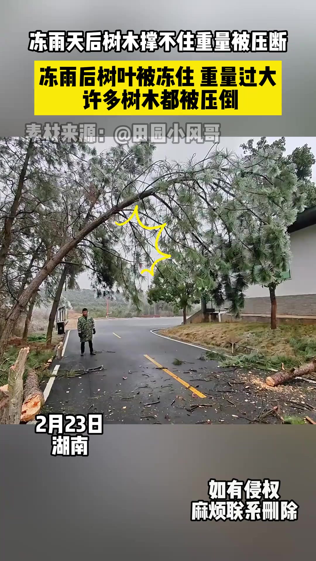 冻雨天后树木撑不住重量被压断(素材来源)