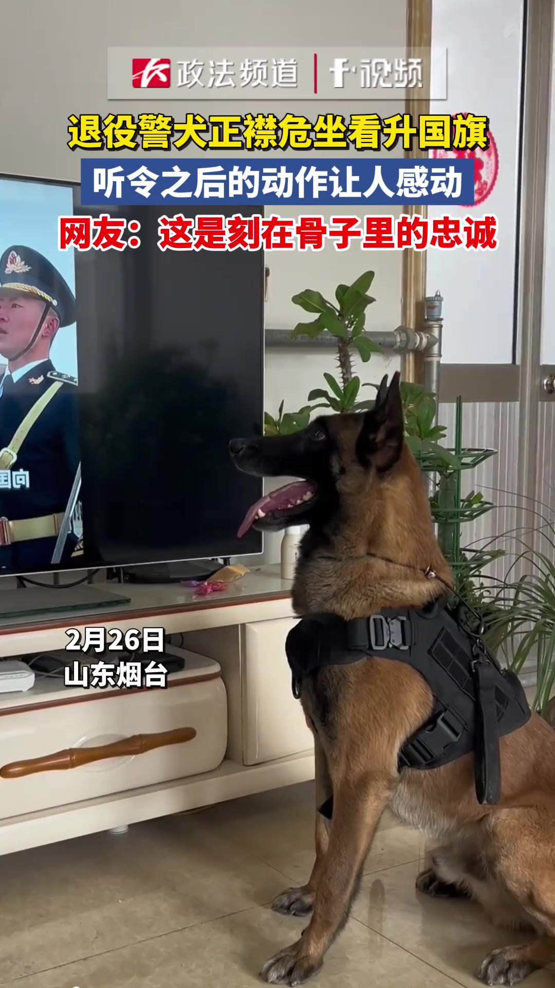 退役警犬正襟危坐看升国旗,听令之后的动作让人感动 来源