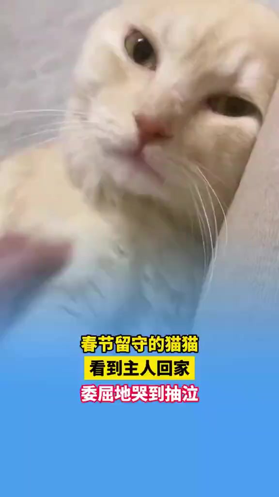 春节留守的猫猫,看到主人回家,委屈的哭到抽泣. 素材来源: