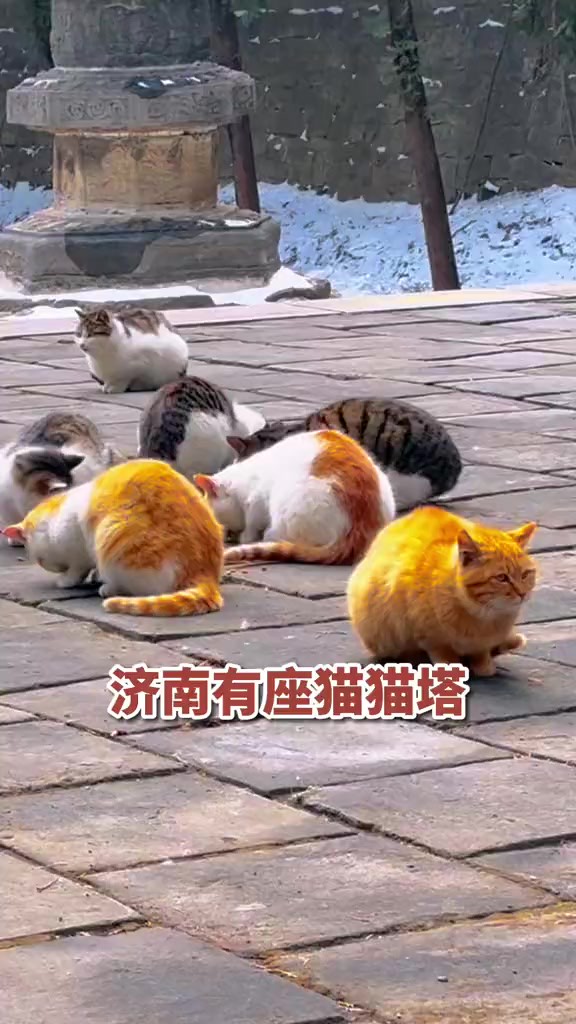 萌爆了!济南有座猫猫塔,“露天猫咖”里全是猫!