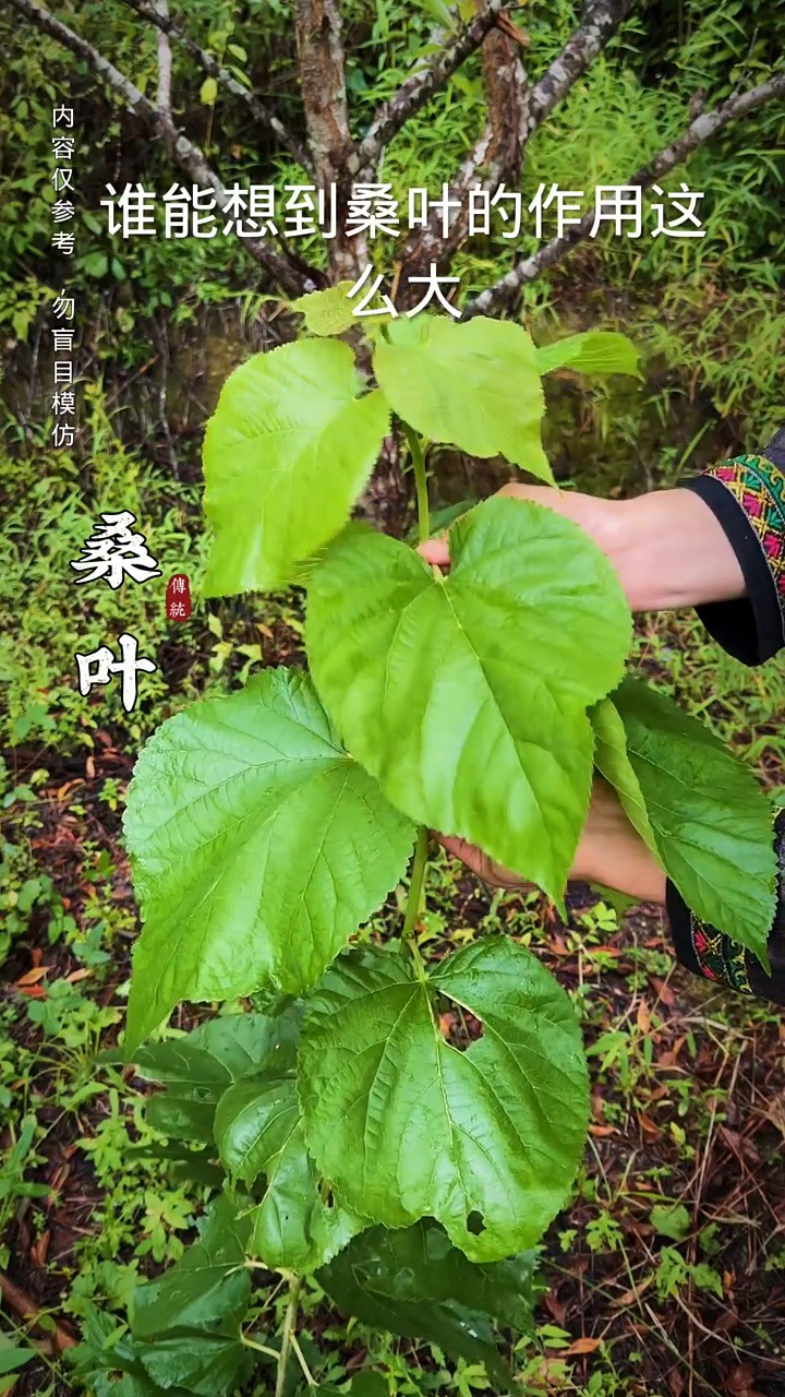 桑叶茶:大自然的馈赠,村里高龄老人家、一直有喝桑叶茶的习惯,也有长寿茶之美誉!