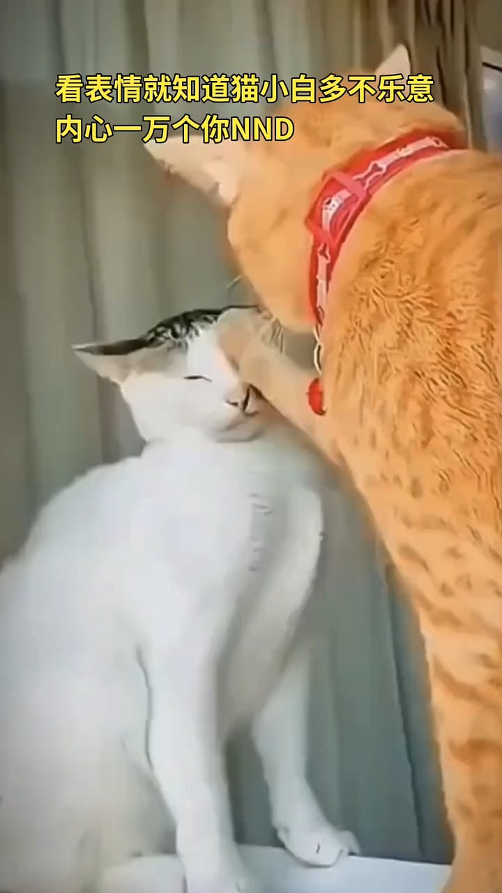 猫咪的小表情,#超治愈的小萌猫