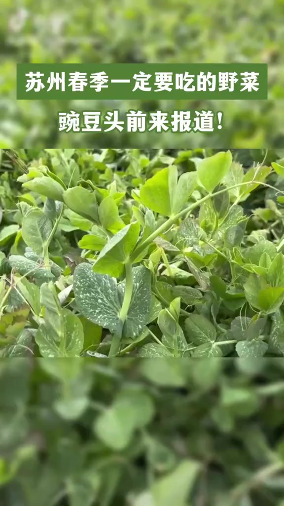 豌豆头和豌豆苗有什么关系呀?苏州春季必吃的野菜,还有哪些做法呢?