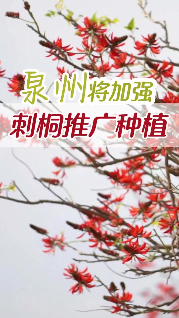 泉州市城市管理局:今年将加强刺桐推广种植. 融媒体记者:林志垚 曾书怡 审核:苏智峰 刘倩