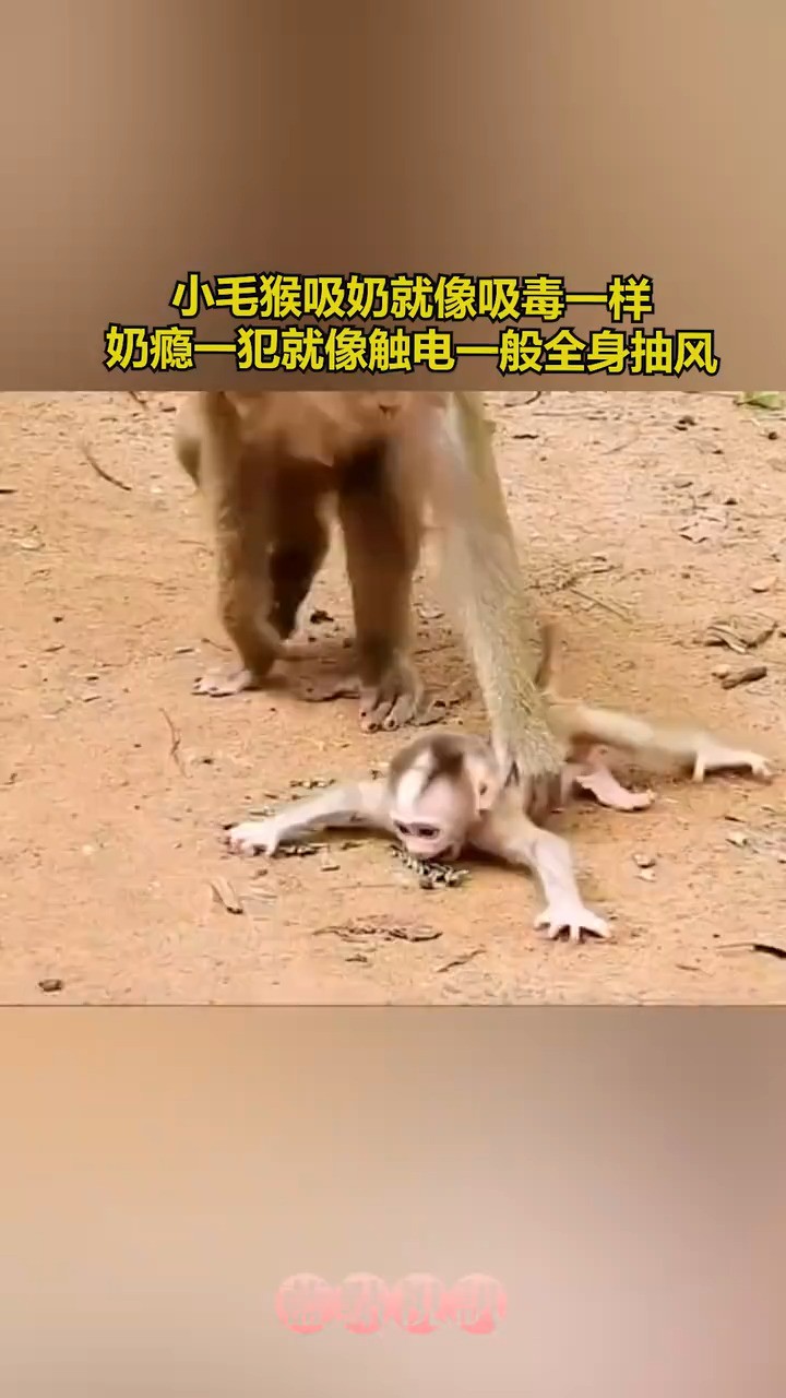 小毛猴吸奶就像吸毒一样,奶瘾一犯就像触电一般全身抽风