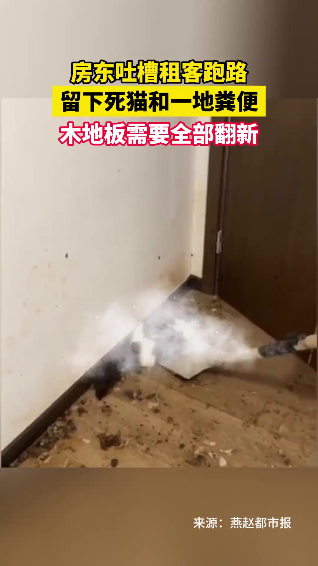 2月29日 重庆.房东吐槽租客跑路,留下死猫和一地粪便,木地板需要全部翻新.(来源:燕赵都市报)