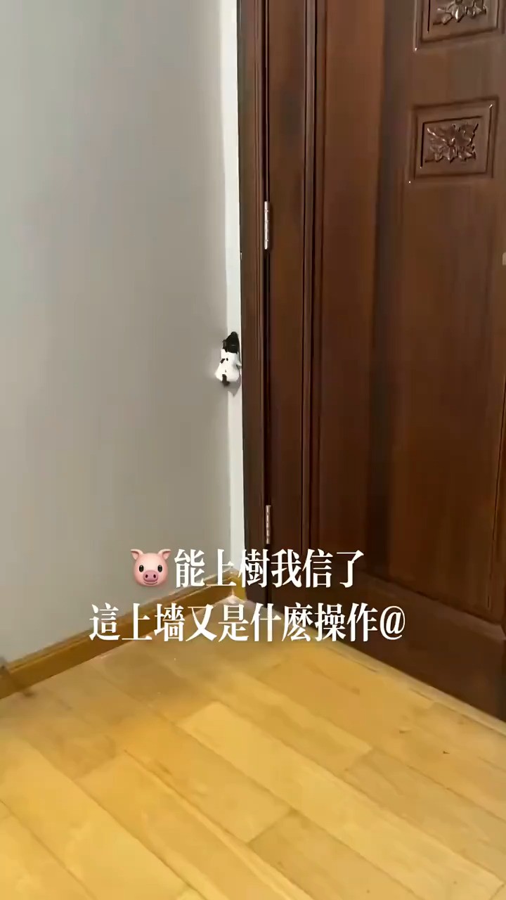 二师兄能爬墙你见过吗,#这操作也是没谁了