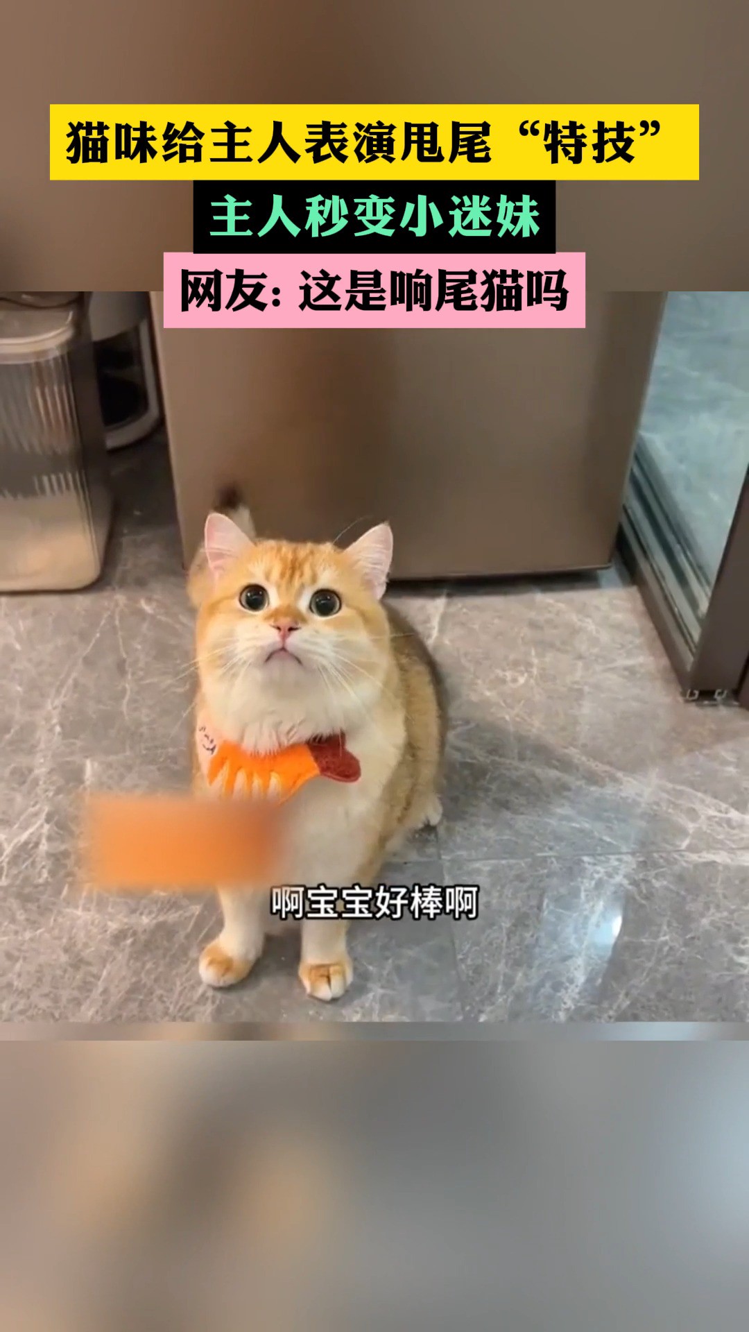 这是响尾猫吗