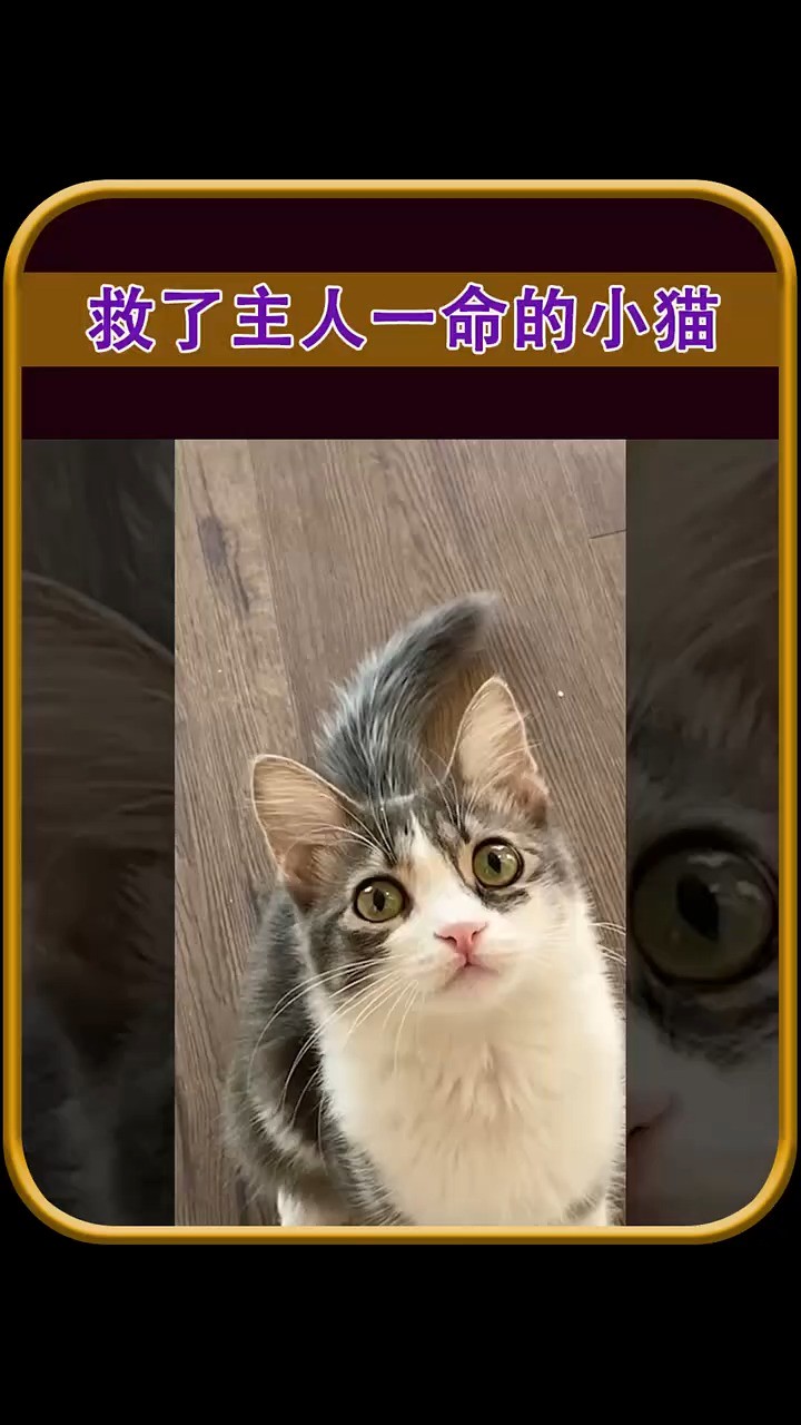 聪明的猫