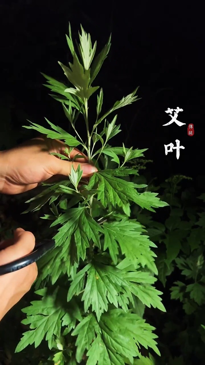 艾草:有着百草之王的美誉,艾草枕头更是传承了千百年!