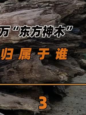 几块看似平平无奇的木头,价值竟然高达2000万,乌木有何特别之处?(3)