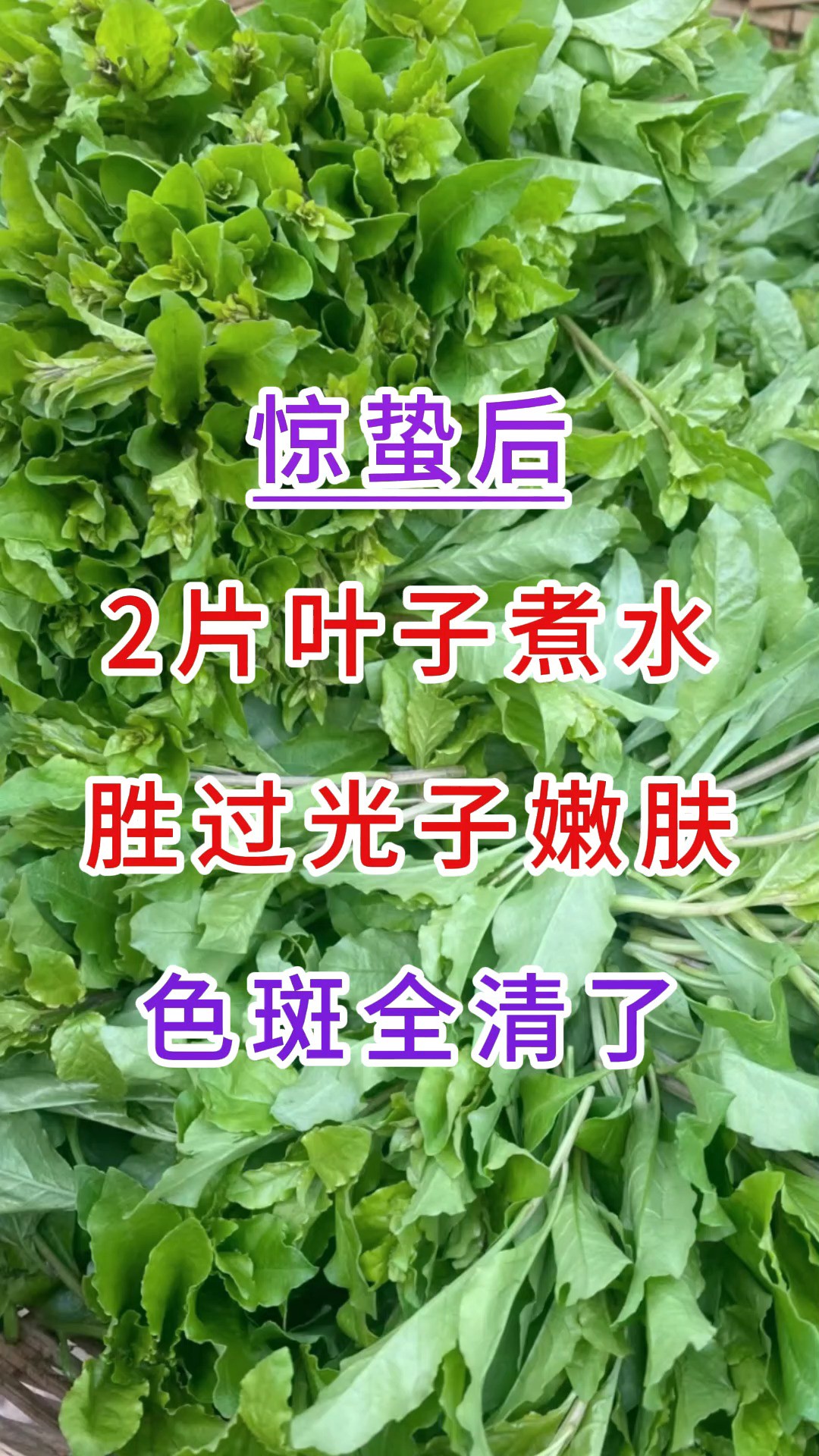 惊蛰后,2片叶子煮水,胜过光子嫩肤,色斑全清了