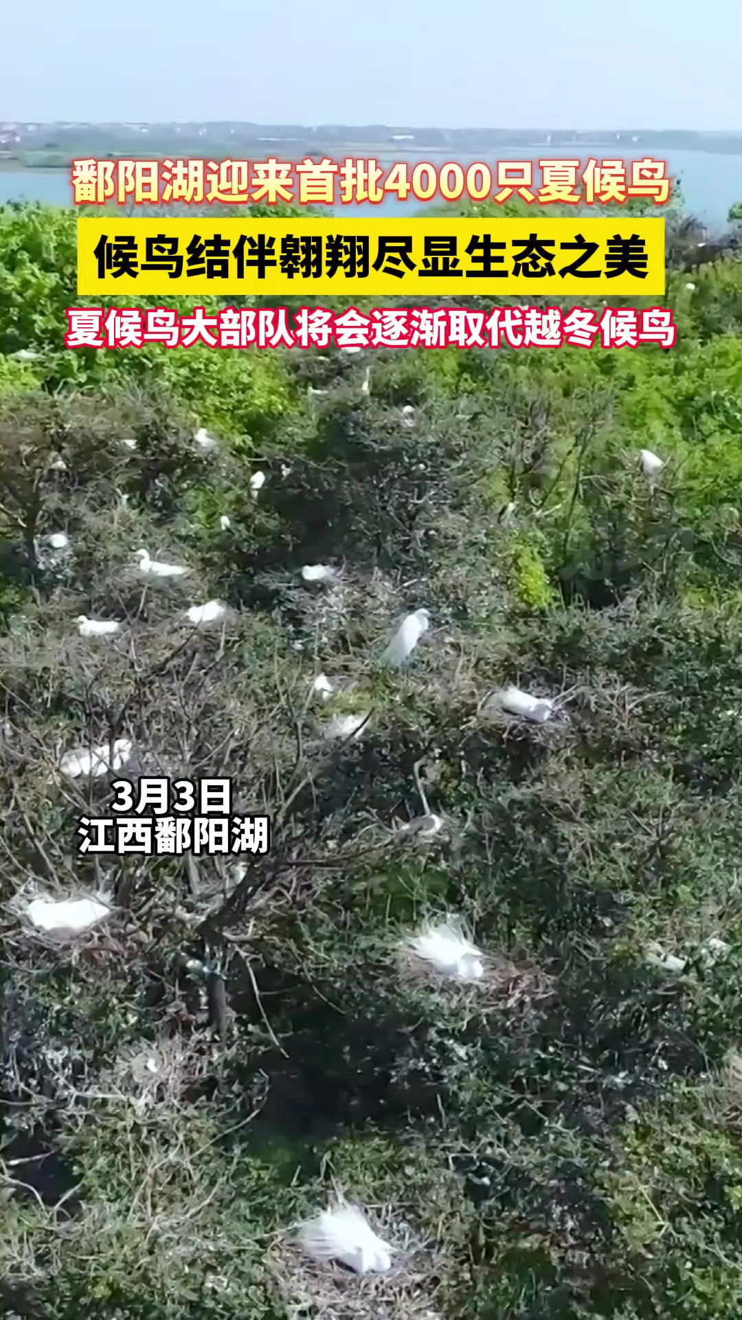 鄱阳湖迎来首批4000只夏候鸟