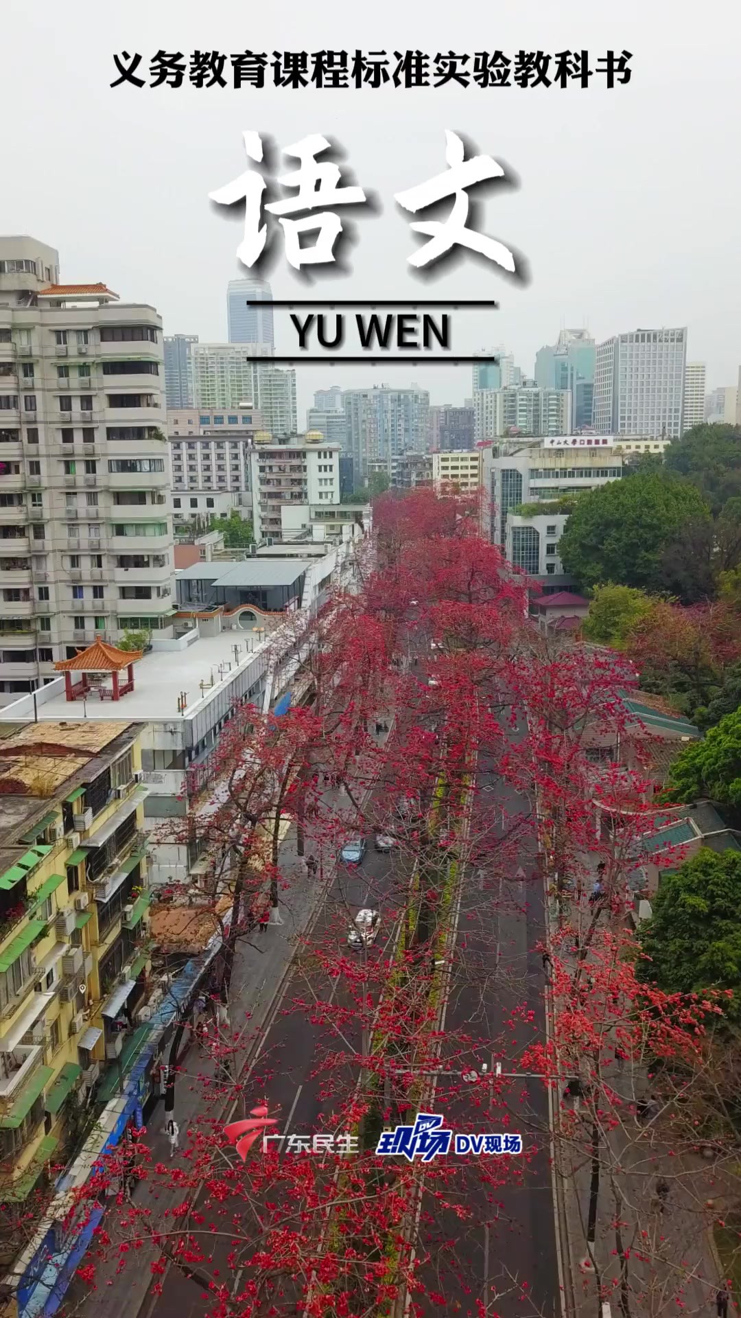 一朵朵火红的木棉!如同“万叶丛中一点红”