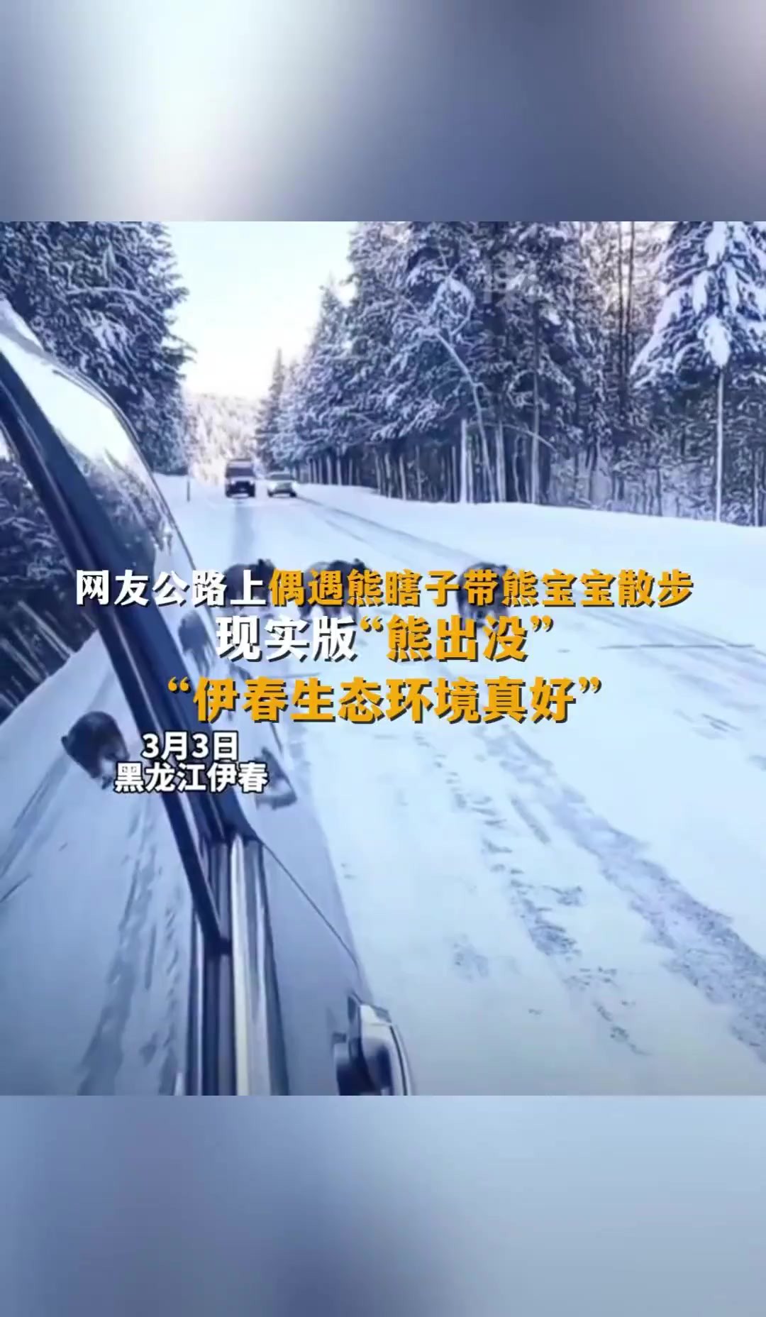 网友公路上偶遇熊瞎子带熊宝宝散步现实版“熊出没”“伊春生态环境真好”