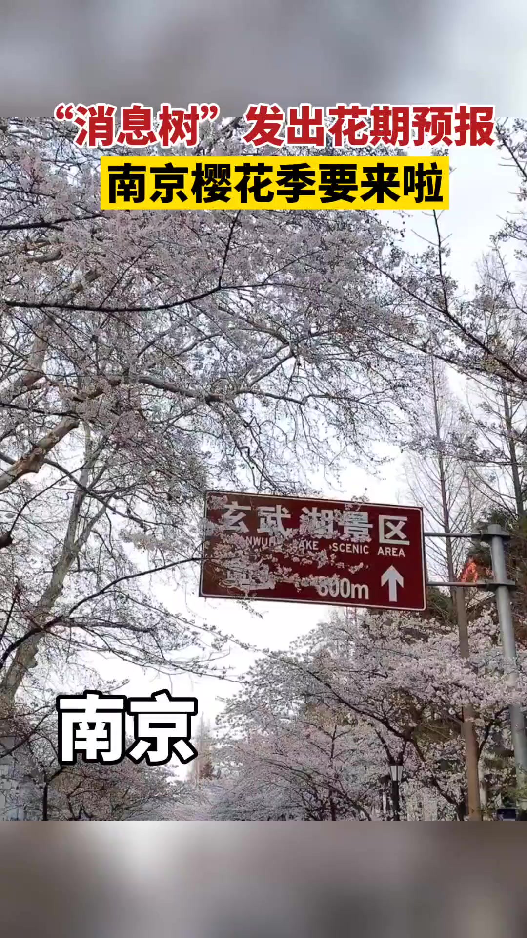 位于南京鸡鸣寺路上的网红“消息树”开花啦!“消息树”开花预示着南京最美樱花季即将到来.