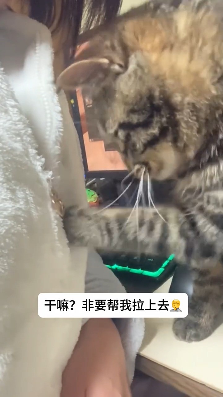 猫猫你这动作啥意思捏?#猫咪,