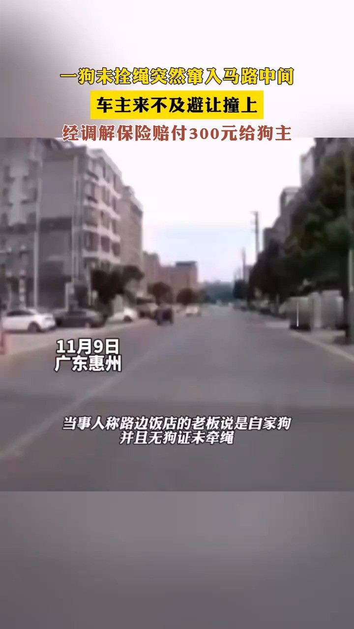 一狗未拴绳突然窜入马路中间,车主来不及避让撞上,经调解保险赔