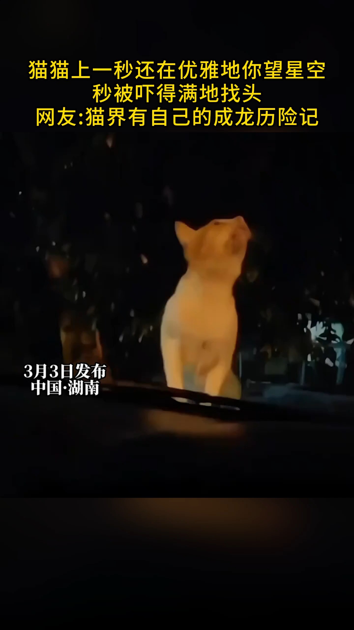 猫猫上一秒还在优雅地望星空,秒被吓得满地找头,网友:猫界有自己的成龙历险记