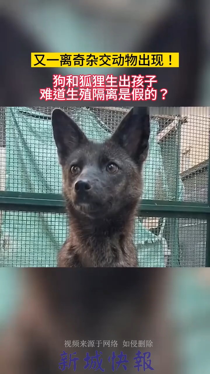 又一离奇杂交动物出现!狗和狐狸生出孩子,难道生殖隔离是假的?