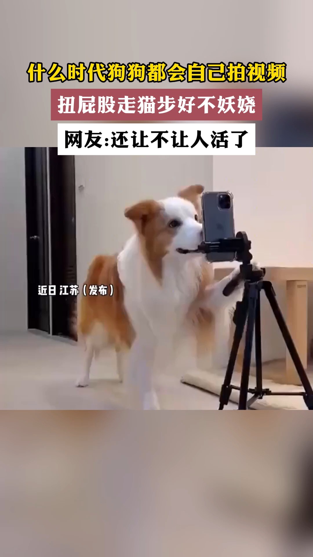 什么时代了狗狗都会自己拍视频