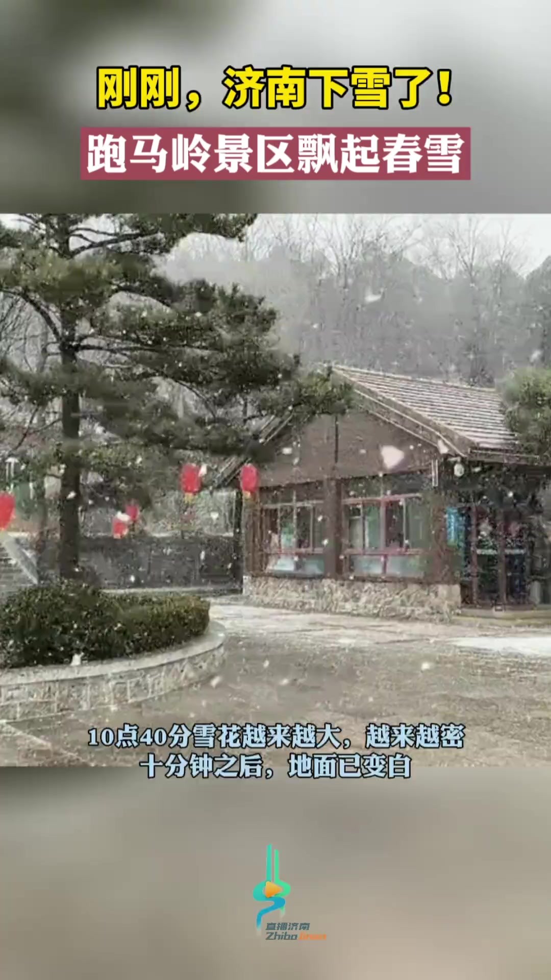 刚刚,济南下雪了!跑马岭景区飘起春雪