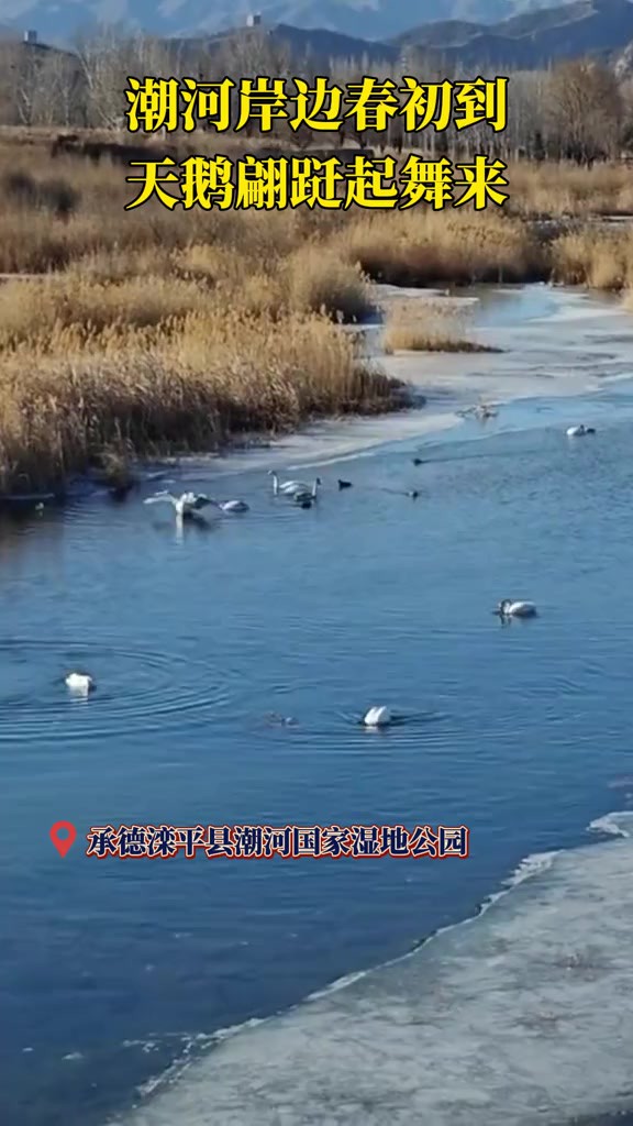 早春时节,承德滦平县潮河国家湿地公园迎来野生天鹅