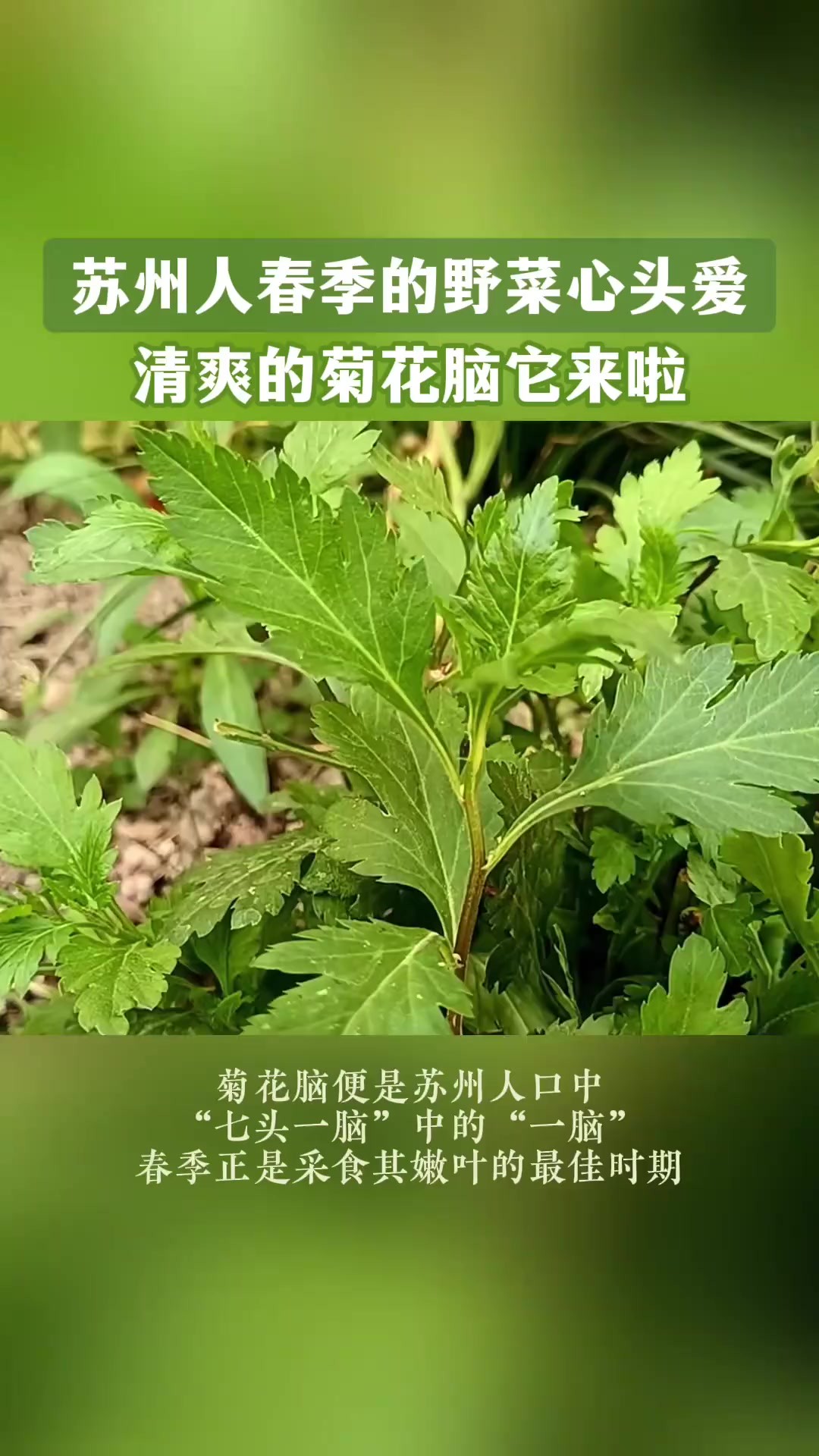 苏州春季野菜顶流,“七头一脑”菊花脑申请出列!