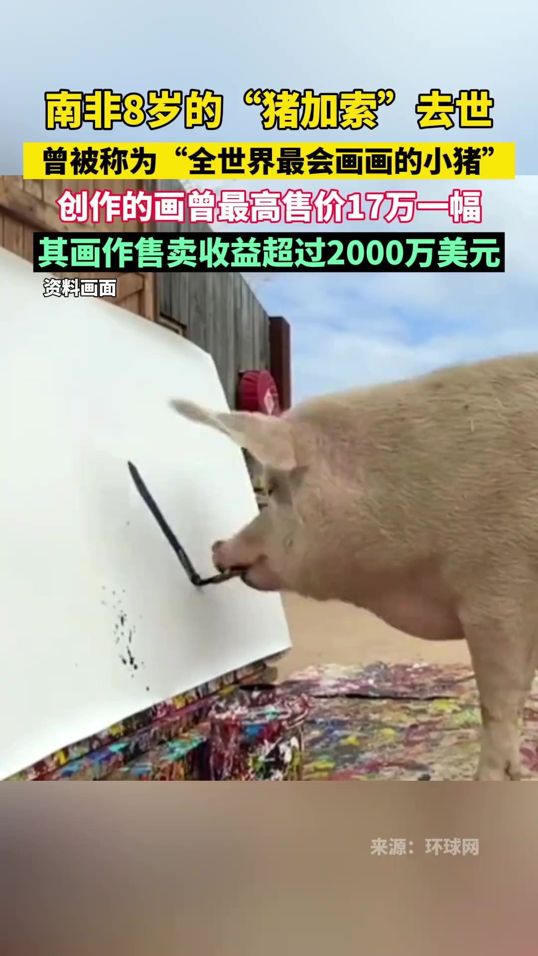 南非8岁的“猪加索”去世,曾被称为“全世界最会画画的小猪”