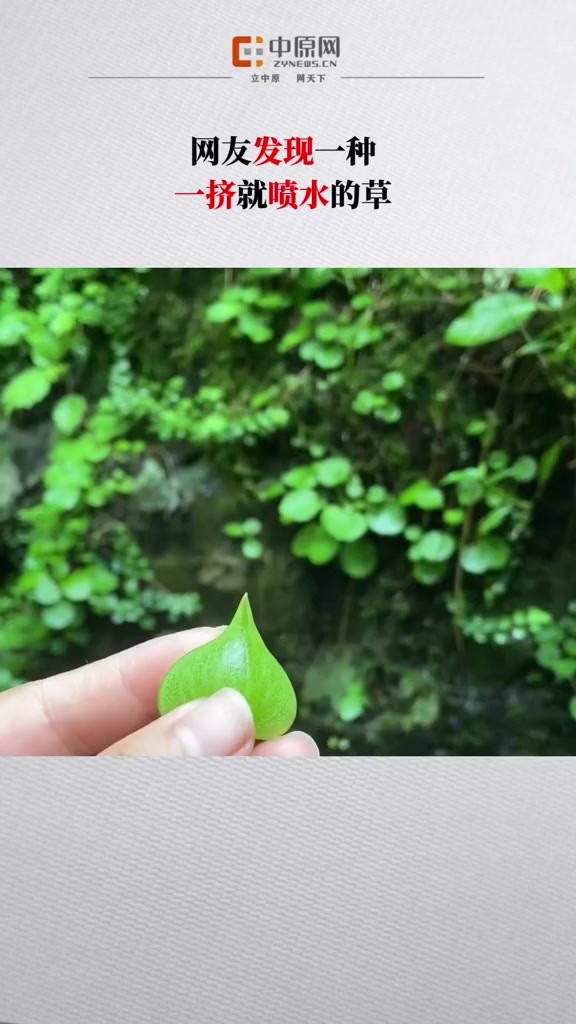 近日,有网友发现一种一挤就喷水的神奇植物——降龙草.降龙草是苦苣苔科半蒴苣苔属多年生草本植物.没开花之前会先长出一个总苞,把好几朵花都包...