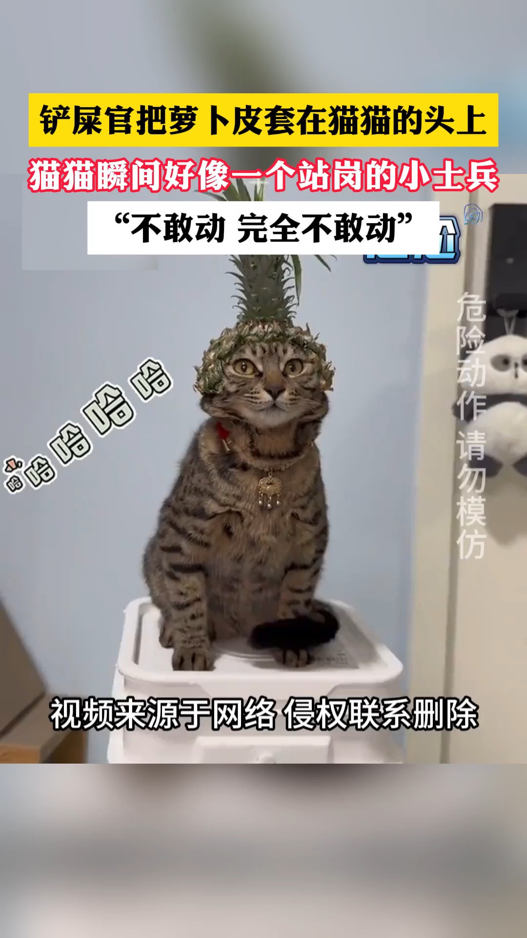 网友:这是正宗猫王