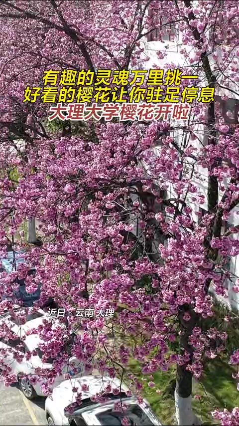 大理大学樱花开啦