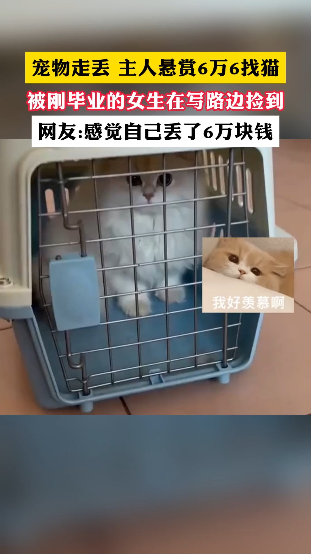 宠物走丢 主人悬赏6万6找猫