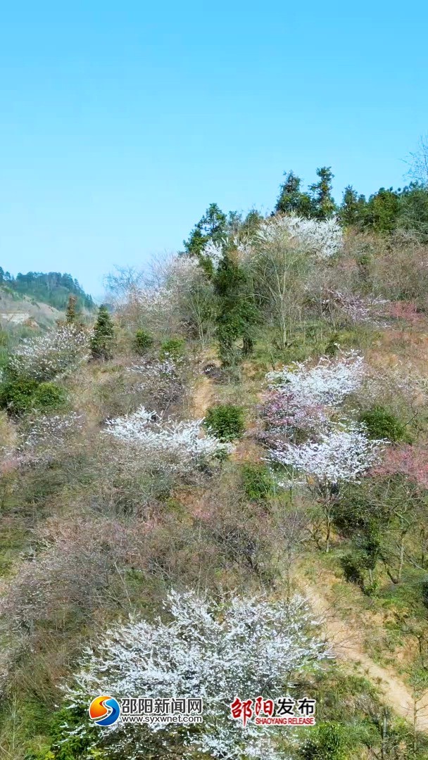 在这个春和景明的时节,一起徜徉花海吧 #感受大自然 #湖南邵阳 