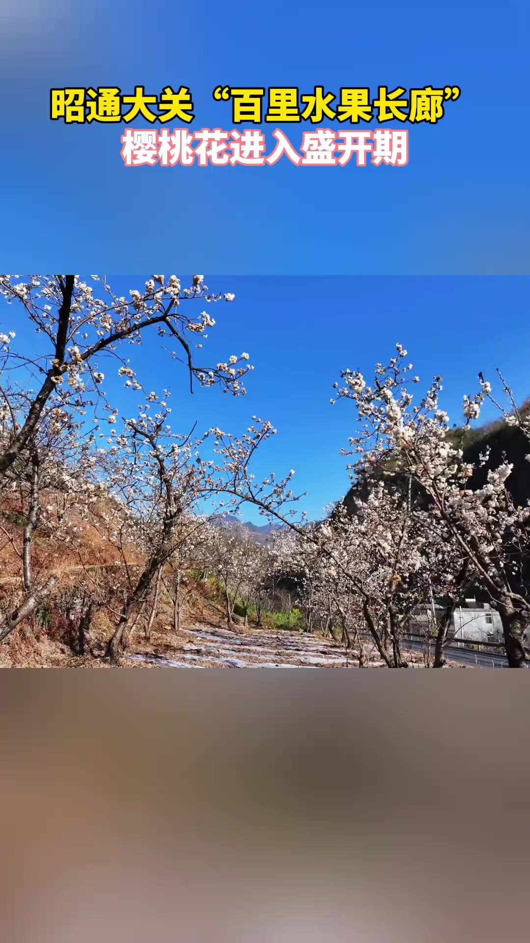 大关樱桃花进入盛开期啦~快来赏花吧