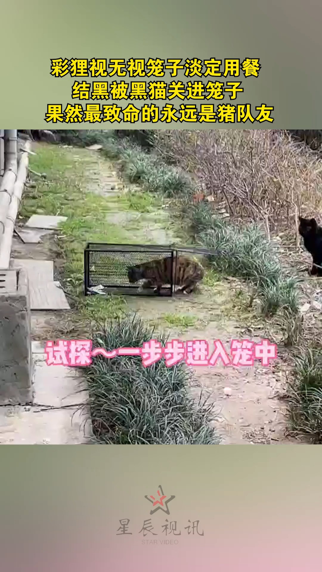 彩狸视无视笼子淡定用餐,结黑被黑猫关进笼子,果然最致命的永远是猪队友