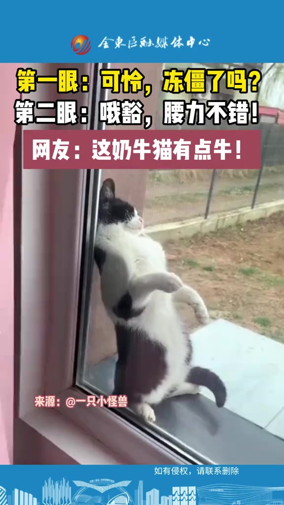 睡觉姿势很牛的奶牛猫. (C)