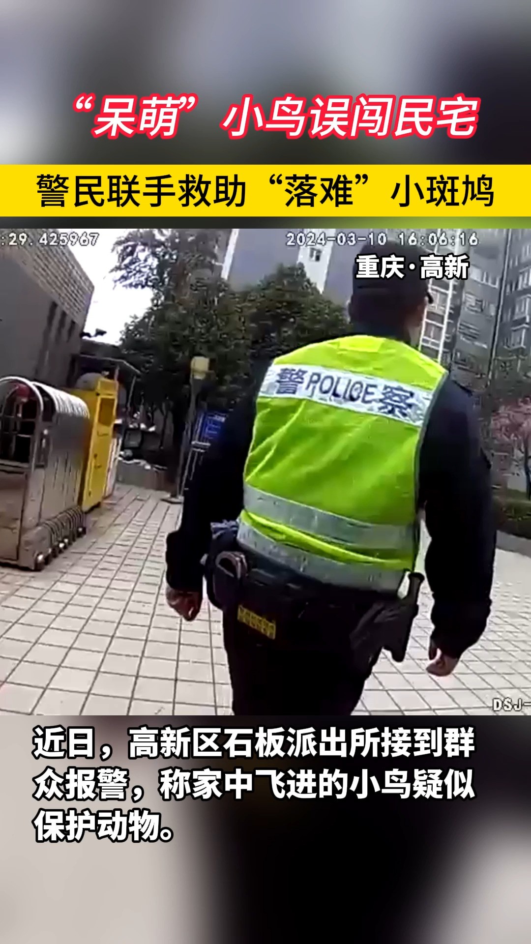 “呆萌”小鸟误闯民宅,警民联手救助“落难”小斑鸠.